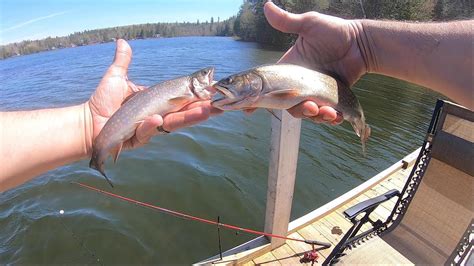 Maine Brook Trout Fishing At Aroostook State Park Youtube