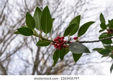 Fruit Of Ilex Rotunda Over Royalty Free Licensable Stock Photos