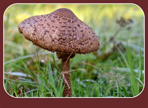 Sombere Honingzwam Armillaria Ostoyae Brigitte Flickr