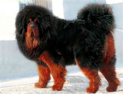 Mastin Tibetano