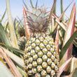 Free Stock photo of Close Up of Pineapple Plant | Photoeverywhere