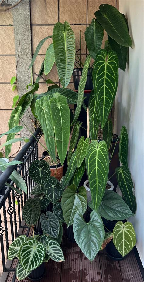 Outdoor balcony plants! (First post) : r/Aroids