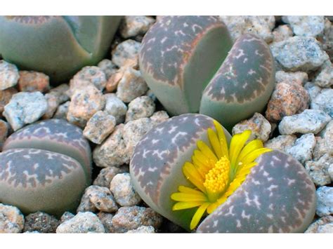 Литопс - Lithops. Уход за литопсами, описание видов, выращивание