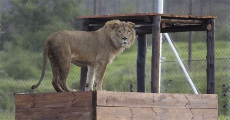 Two Lions From War Zones In Syria & Iraq Rescued And Moved To South Africa