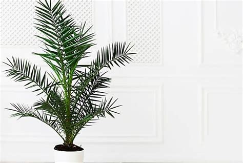 Mugo Pine Pruning - Learn How To Prune A Mugo Pine | Palm tree inside, Houseplants, Palm tree care