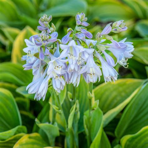 Хоста «Абиква Мунбим» – купить саженцы оптом и в розницу – питомник ...