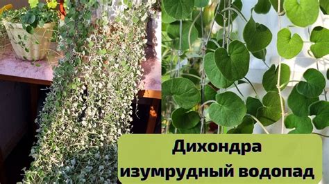 ДИХОНДРА изумрудная🌿 - выращивание и уход в домашних условиях - YouTube