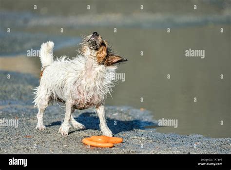 Small Long Haired Jack Russell Hi Res Stock Photography And Images Alamy