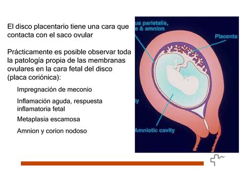 Estudio De La Placenta Cambios Fisiologicos Y Patologicos PPT