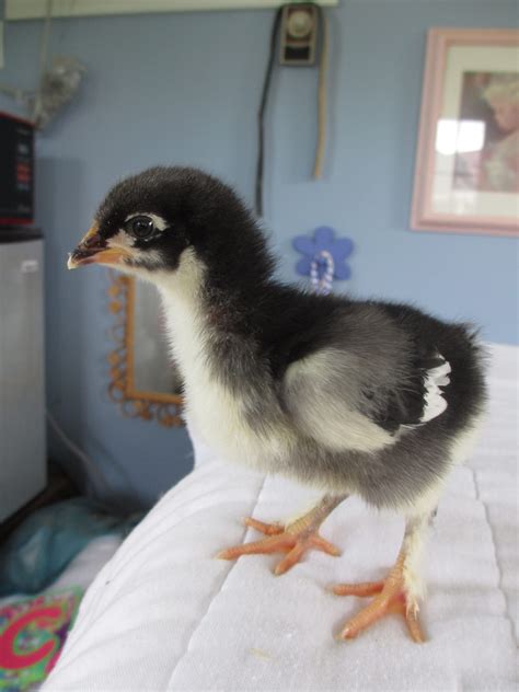 Black Copper Marans - Time progression of sexing - UPDATED with WEEKs