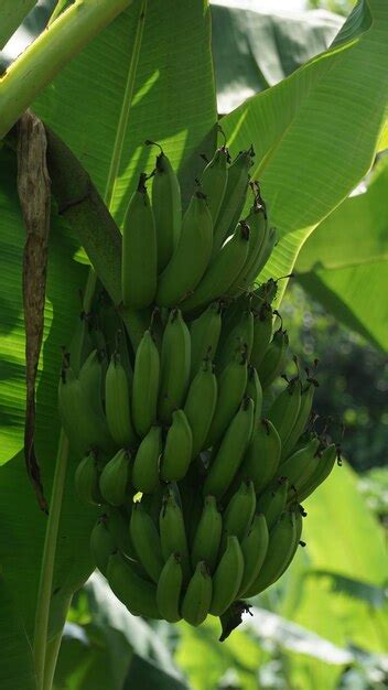 Premium Photo A Bunch Banana Fruits At The Tree