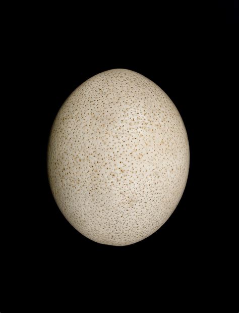 Ostrich egg - Tauranga Heritage Collection