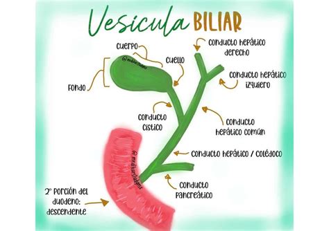 Função Da Vesicula Biliar - 9