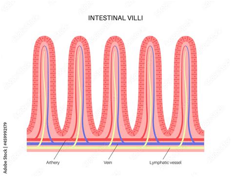 intestinal villi anatomy stock vector adobe stock
