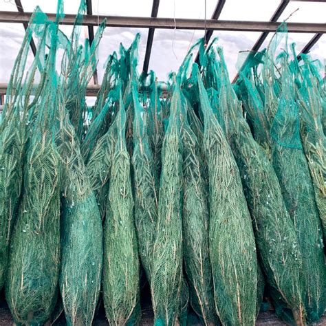 Живые Ёлки в Красногорске | Купить ёлку в Красногорске и Нахабино ...