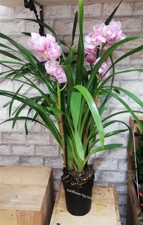 Орхидея цимбидиум в розово - Магазинът за Цветя - sunflower-bg.com