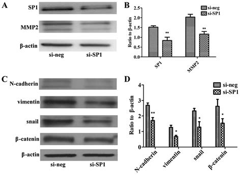 Mir 375 Inhibits The Invasion And Metastasis Of Colorectal Cancer Via