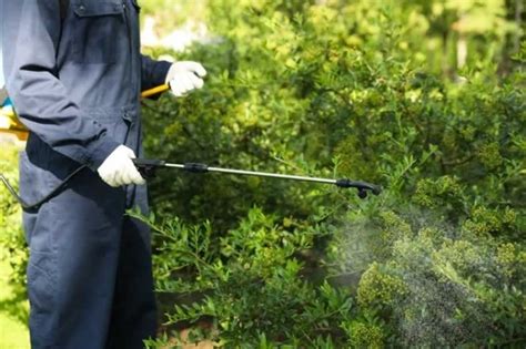 12 Reasons Why Pest Control Is Important for Homeowners 