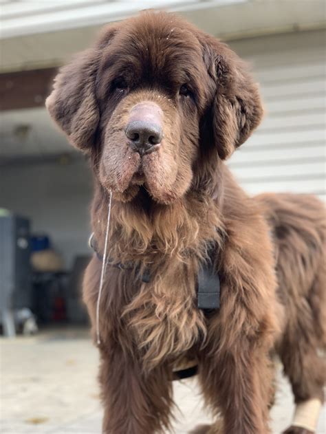 The 4 Life Stages Of The Newfoundland Dog