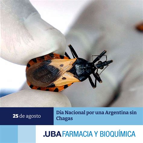 La UBA desarrolló una vacuna contra el Chagas y ya está lista para