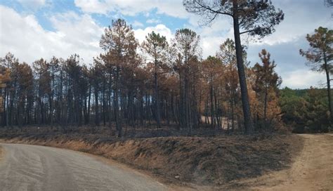 La Junta Declara La Alerta Urgente Por Riesgo Muy Alto De Incendios