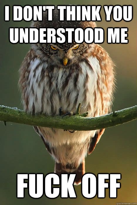 I Don T Think You Understood Me Fuck Off PMS Owl Quickmeme