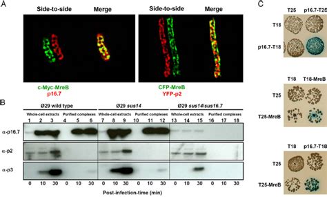 Colocalization And Interaction Studies Of Mreb And ␾ 29 Dna Replication