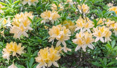 Rhododendron Arboreum: Facts, Benefits, Grow & Care Tips