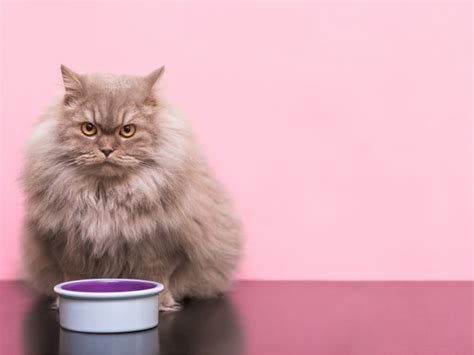 Perte Dappétit Pourquoi Mon Chat Ne Mange Plus