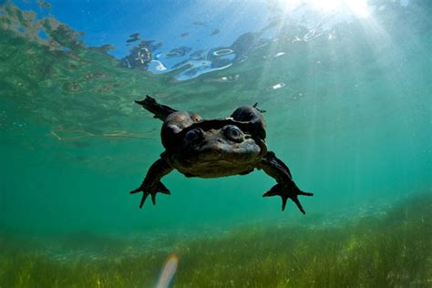 Titicaca water frog by Bert Willaert - Photo 52592400 / 500px