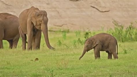 incredible collection  baby elephant images  full