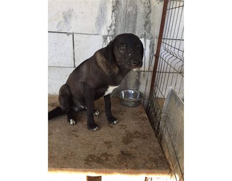 Coco Is Available For Adoption Medium Size Black Puppy Male Sociable
