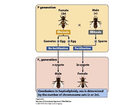 Lecture Connections Sex Determination And Sexlinked Characteristics