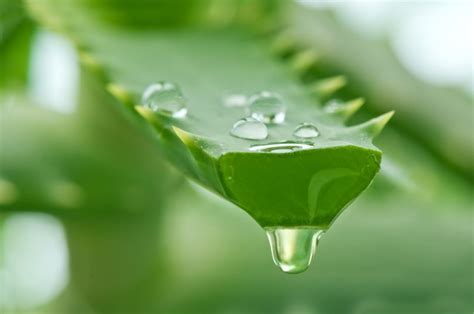 Babosa Aloe Vera conheça 20 benefícios para a saúde