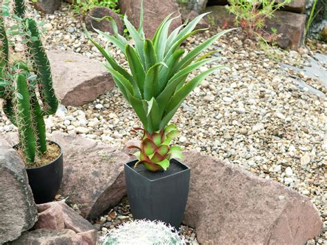 Agave En Pot Plante Artificielle 75 Cm Europalms