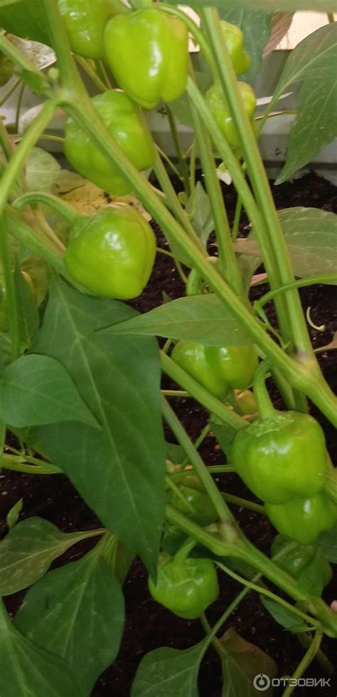 Отзыв о Семена перца Русский огород | ... или карликовый перчик ...