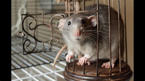 Ознакомление с окружающим миром. Декоративные крысы. - YouTube