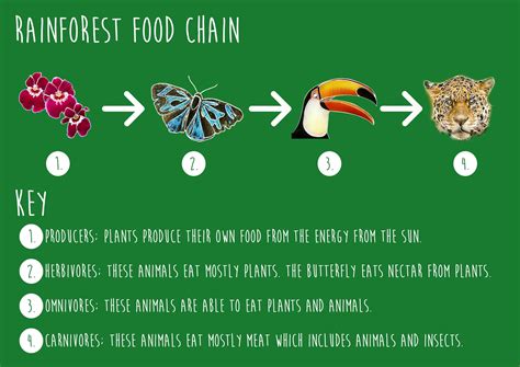 Deciduous Forest Food Web