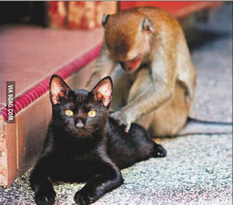 Horny Monkey Is Horny 9GAG