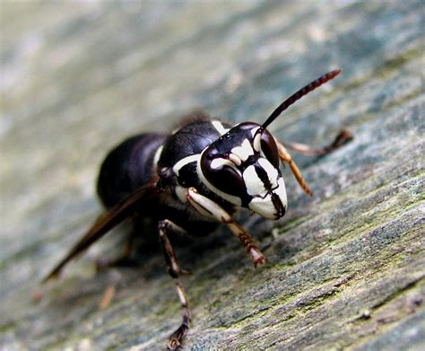 Bald Faced Hornets Removal Get Rid Of Bald Faced Hornets