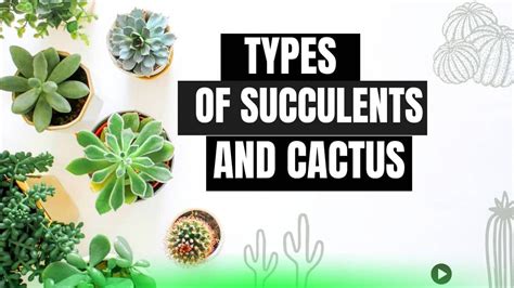 Unique Type Of Succulents And Cactus Succulents Cactus Plants