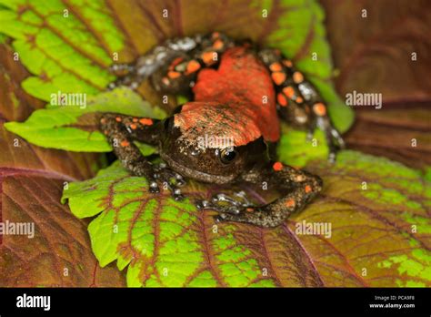 Red And Black Walking Frog Phrynomerus Bifasciatus Stock Photo Alamy