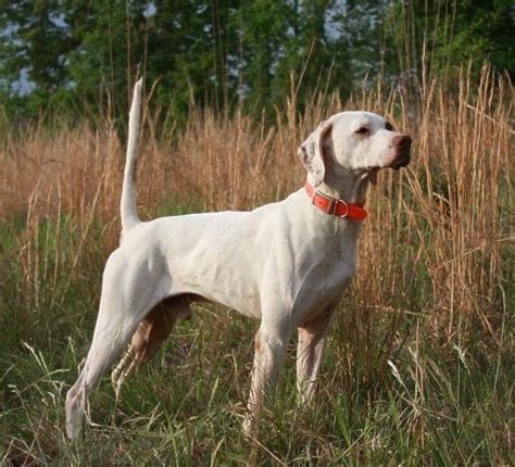 Gentleman Bobwhite Hunting Dogs Dog Rules Dogs