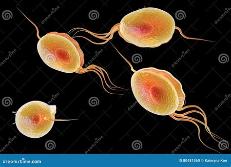 Trichomonas Vaginalis Illustration Stock Illustration Illustration Of Sexually Medicine 80481560