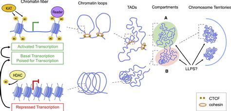 Now Open Evolving Insights To The Roles Of Lysine Acetylation In