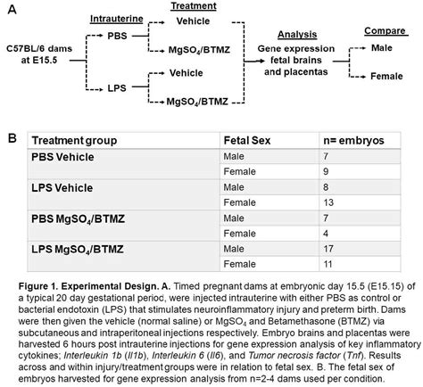 The Influence Of Fetal Sex On Antepartum Treatments For Preterm Birth In A Murine Model