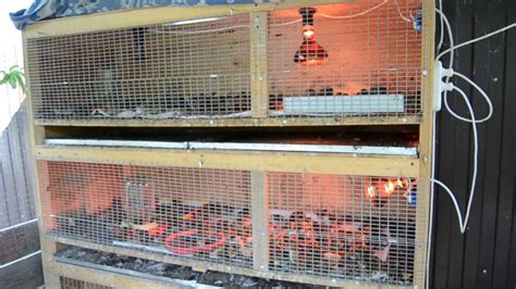 Цифровой брудер для домашней птицы,перепелят, цыплят,индюшат,утят ...