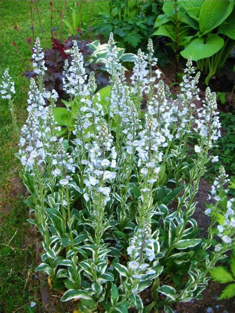 многолетники А-Д - вероника горечавковая Вариегата