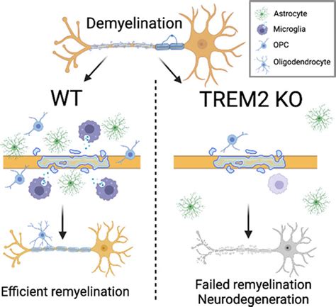 Glia | Neurobiology Journal | Wiley Online Library