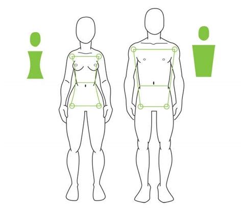 Anatomy Proportions Anatomical Charts And Posters